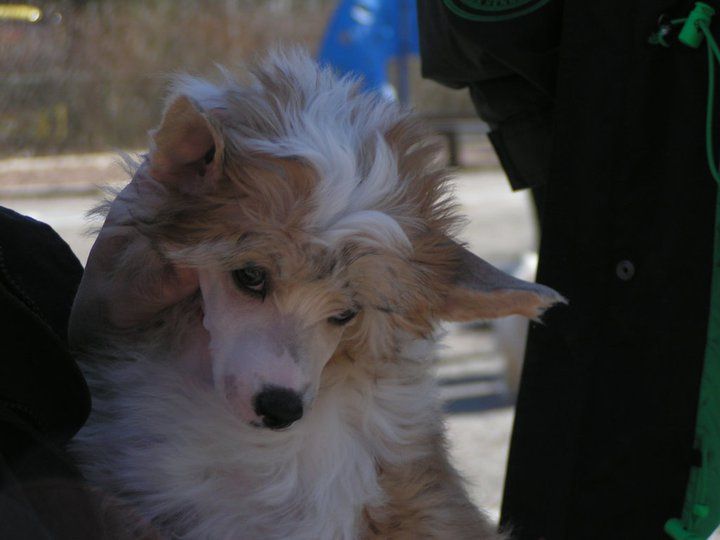 Golden Dream Stars Fabulous Sky