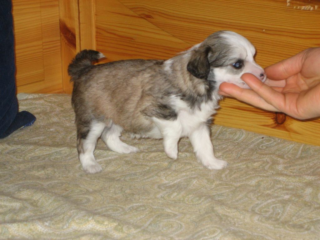 Passer-By Humble-Girl