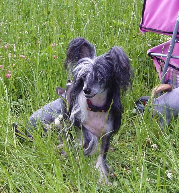 Vellar Pljus Vanessa Coco