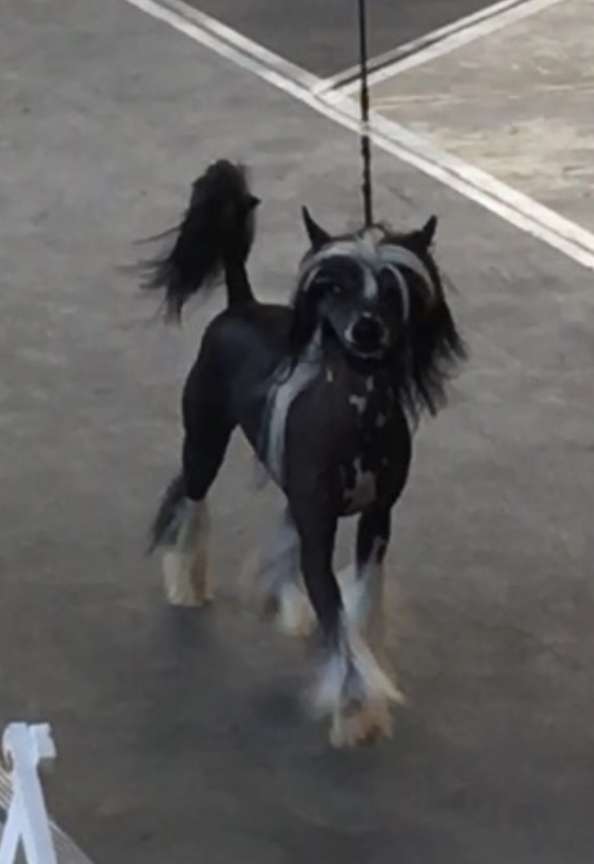 Rosebriars Crown Of Laurels