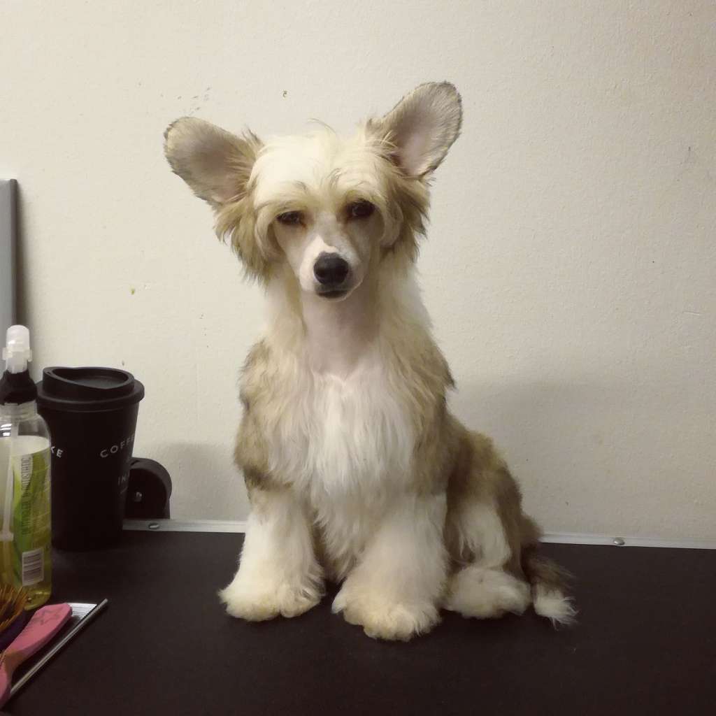 Naked Stars Stargazer