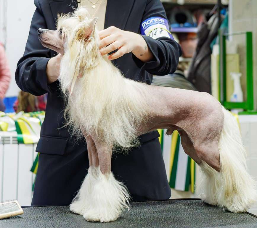 Ognenny Lotos Zhazhduschiy Slavy