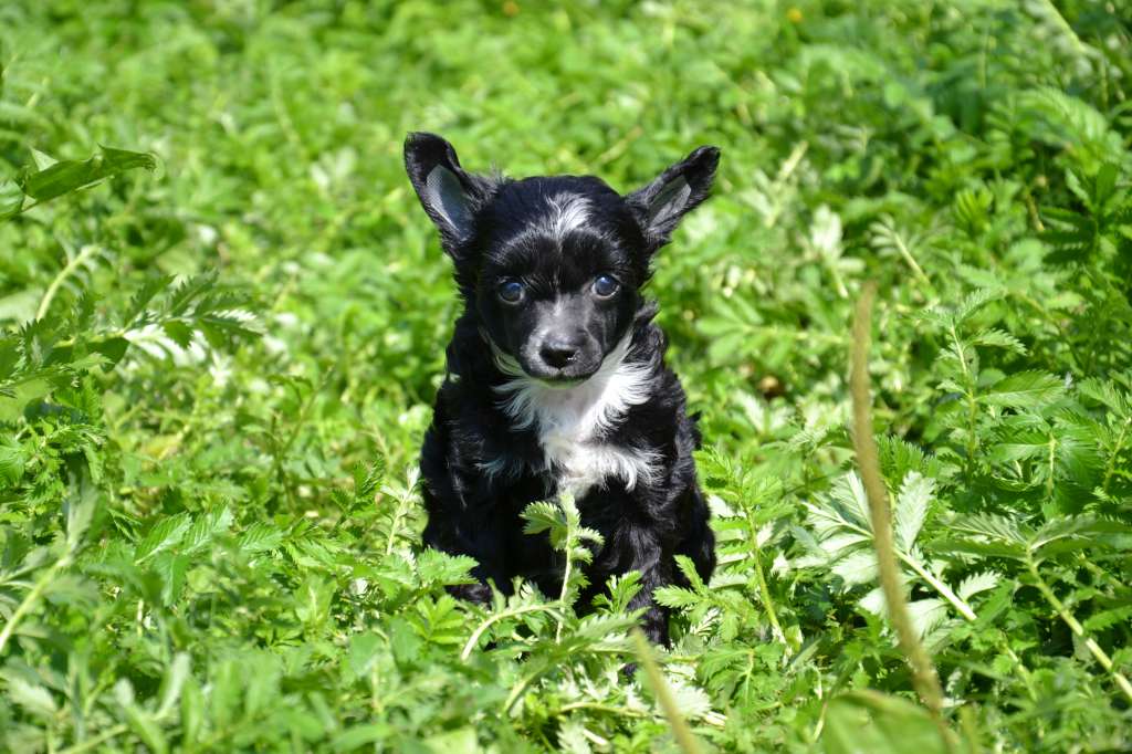 Feeriya Magic Galaktika