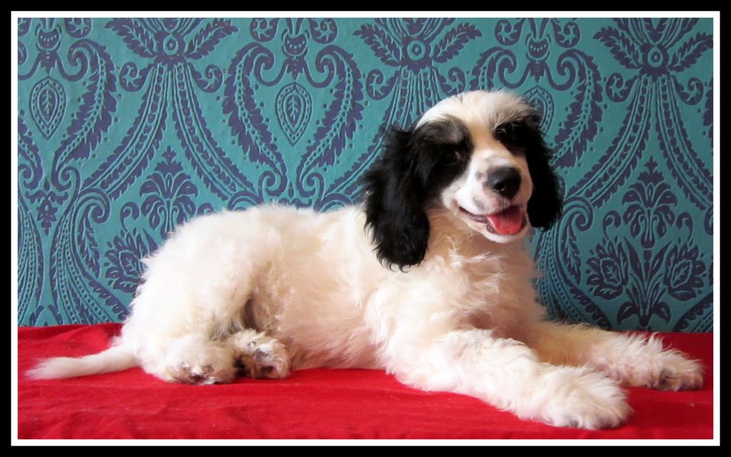 Fu - Lu - Shou Alfred Pastoral