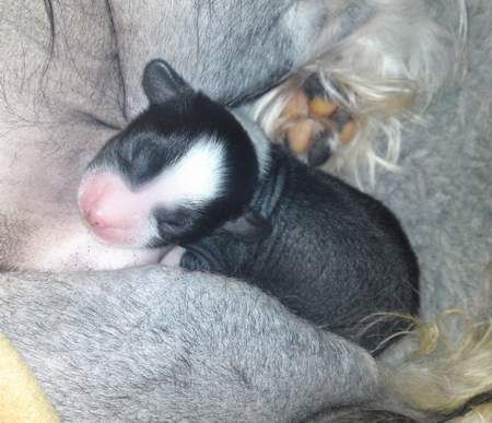 Zipolino's Antz in the Pants