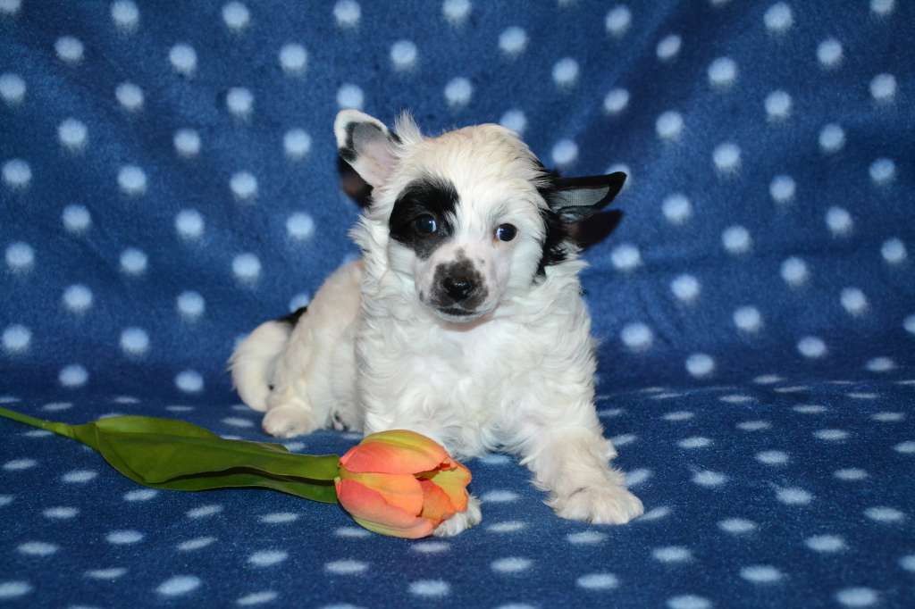 Feeriya Magic Bright Light