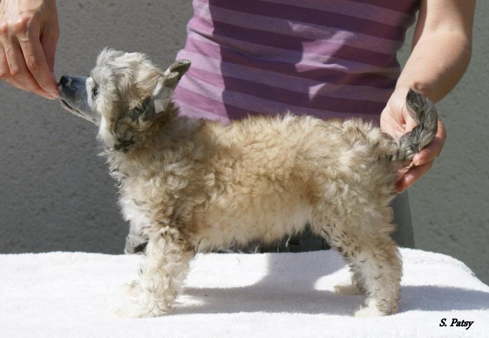 Hestia de L'Orée des Rêves