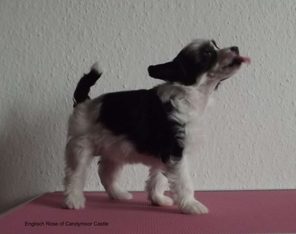 English Rose of Candymoor Castle