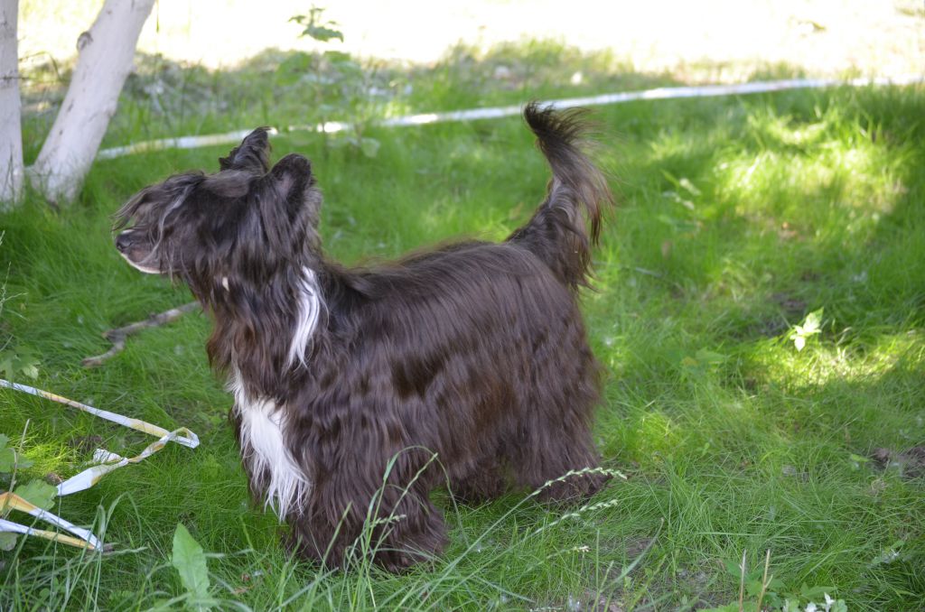 Clan of Stork's Monopoly