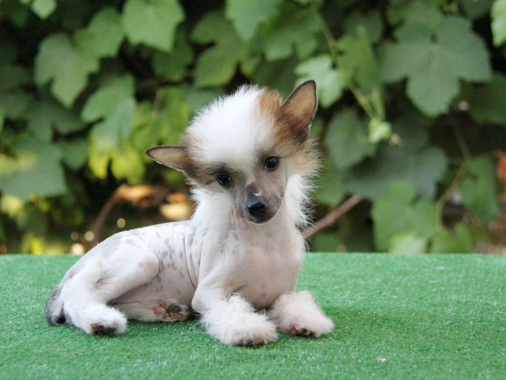 Zheneva-Debjut VESENKA