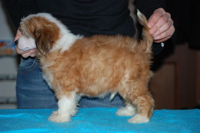 Antonio Banderas del Dianiri