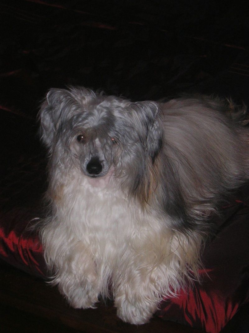 chipendales du doux mystère