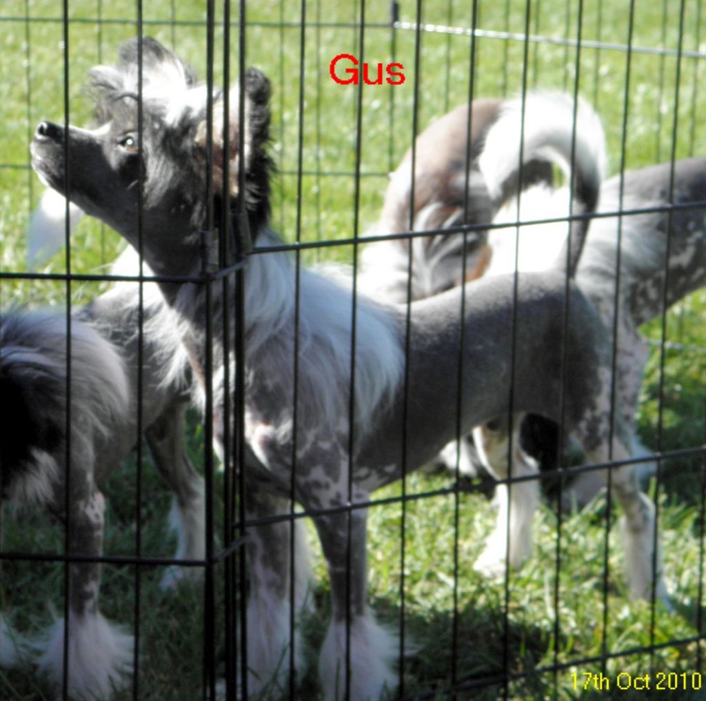 Augustus Gloop of Pughbear