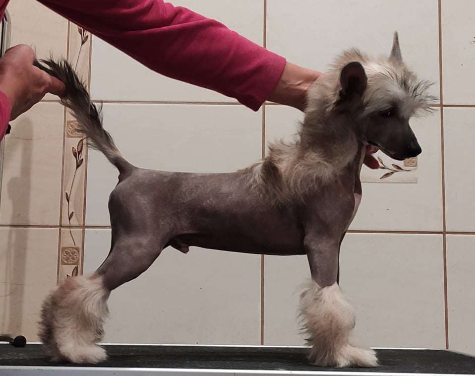 Mano Ponis Favoritas