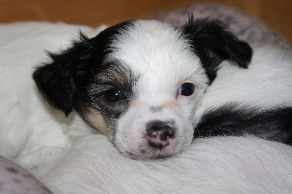 Amcockgarden's Graceous Grace