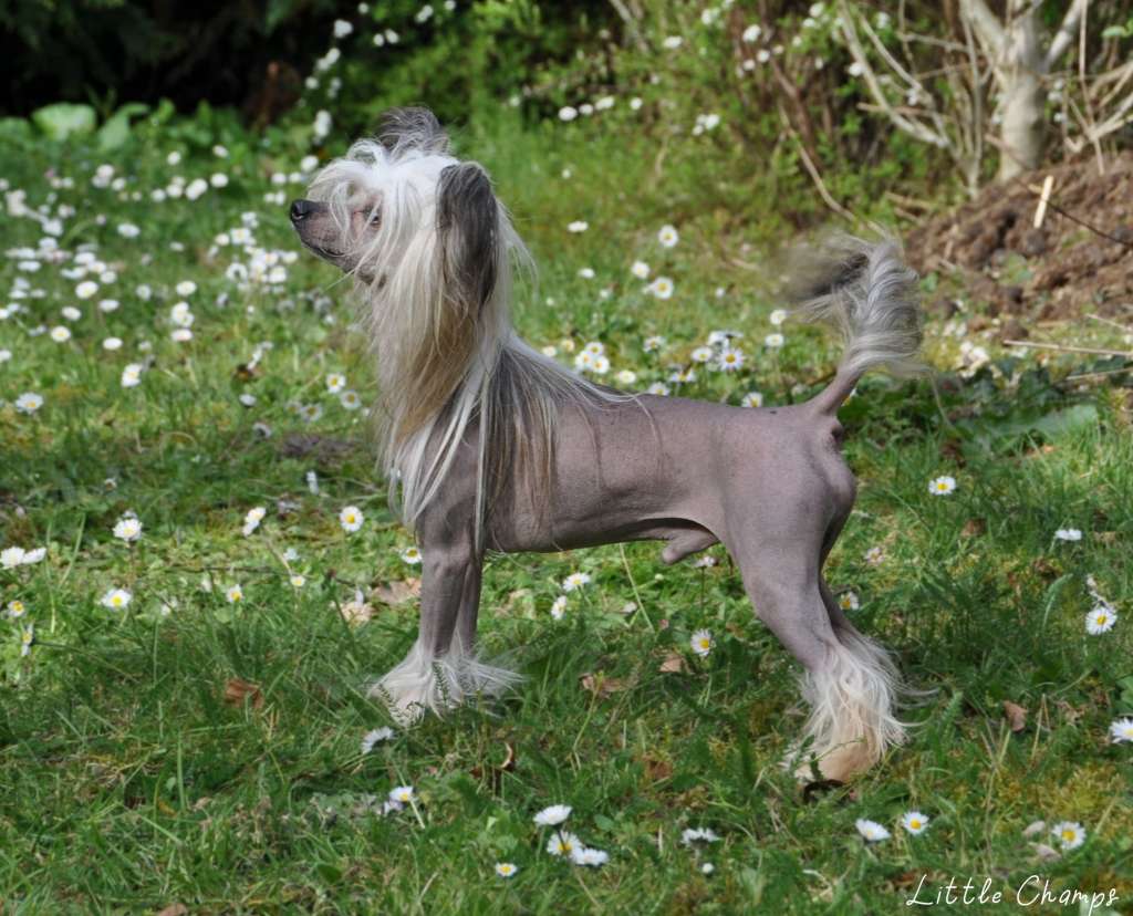 Nomilas Oops MR President