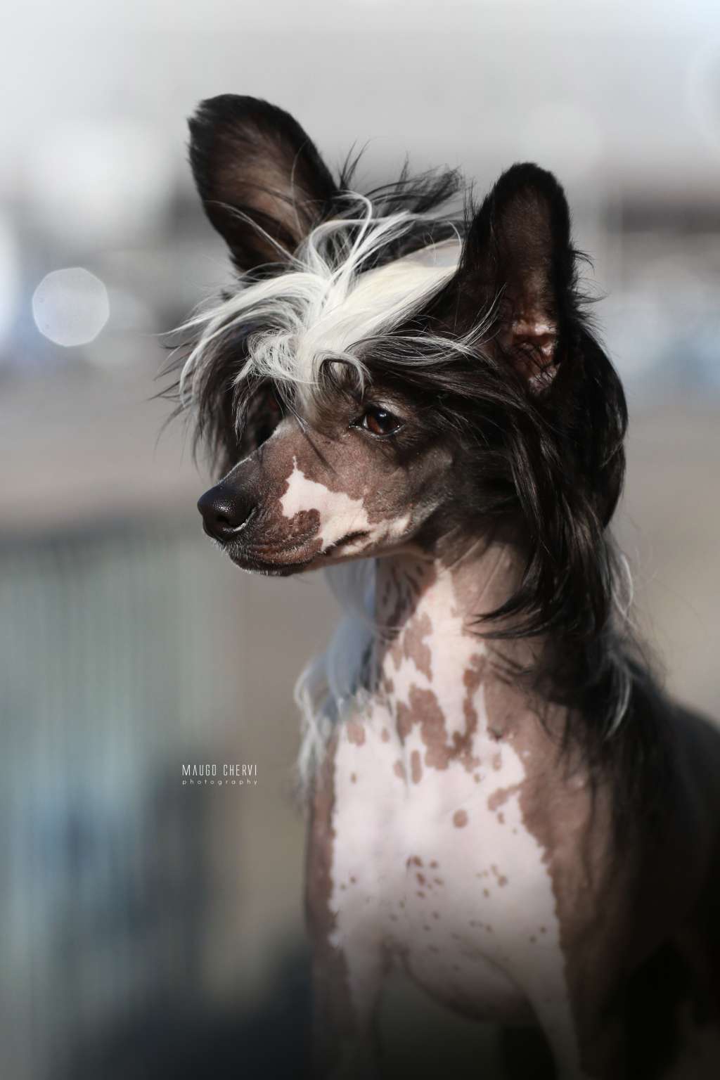 Ta Jedna Na Milion Sasima (fci)