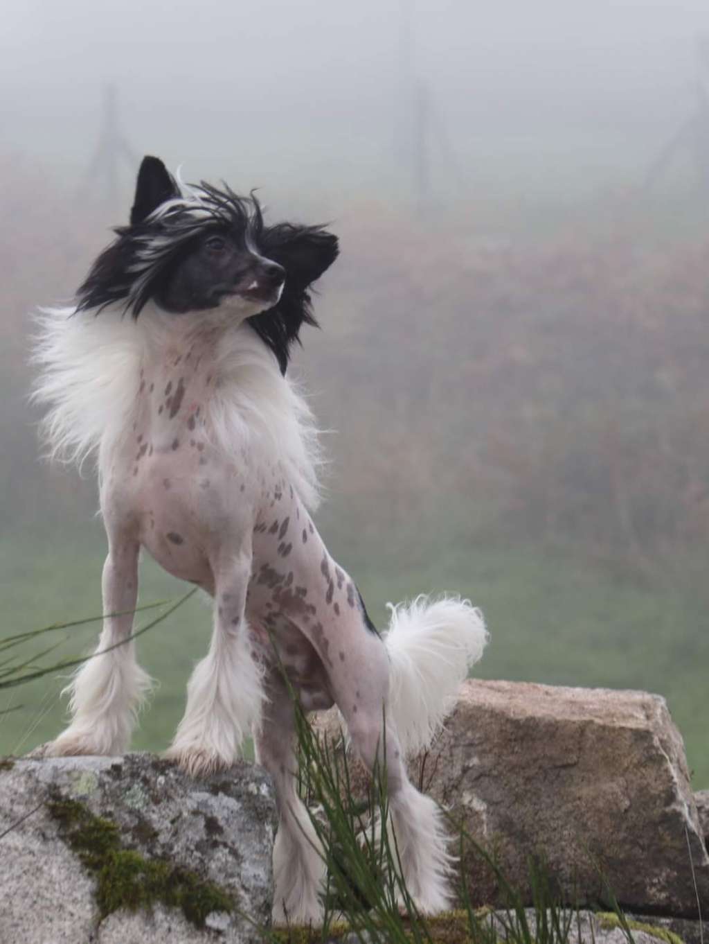 Play-boy De l'Eden Angel