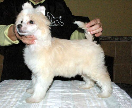 Oriental Jokes Duffy