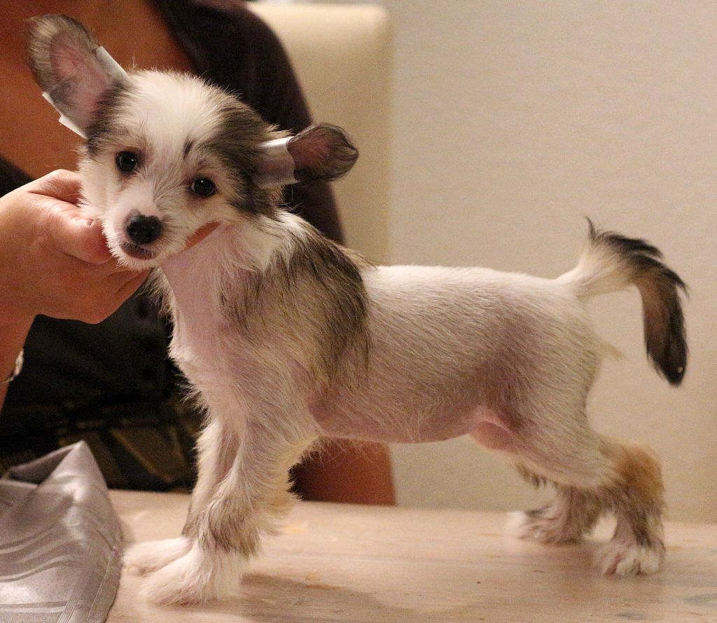 Fo drama go to yo mama Di China Latina