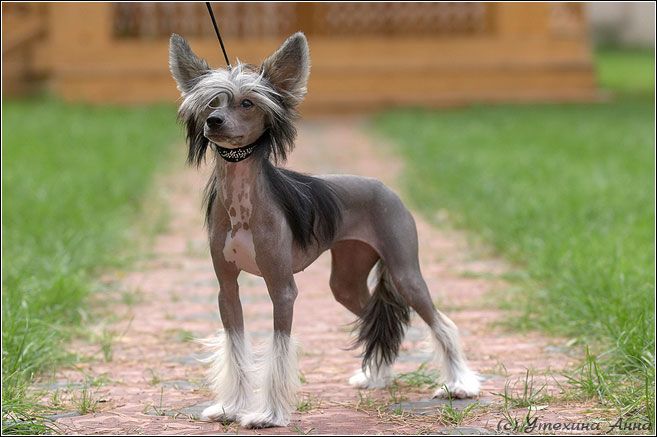 Vivat Sanraiz Antalia Dogland Happy