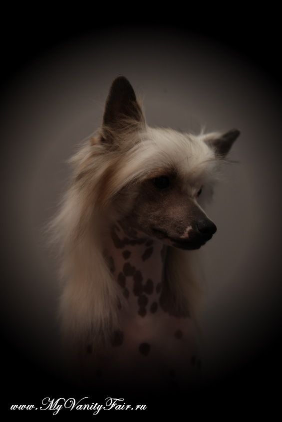 My Vanity Fair In Wonderland