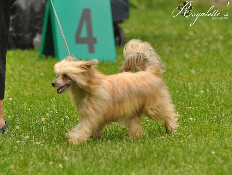 Mooncrest Gilded Moon