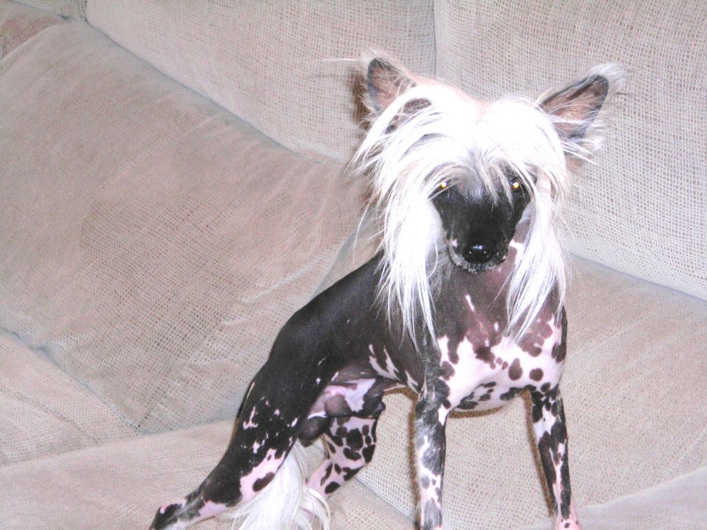 Corribandero de Maienzia