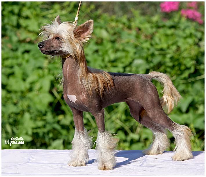 Aura Beauty Nonpareil Charm 