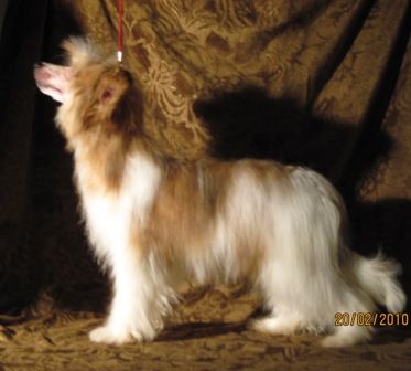 Karnelius Noblesse Oblige Iroslava