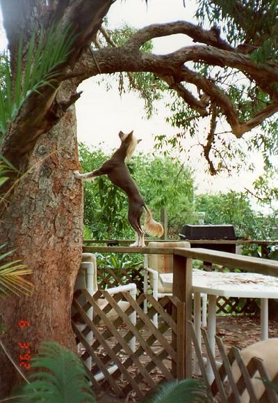 Unicorn's Sol-Orr Flare