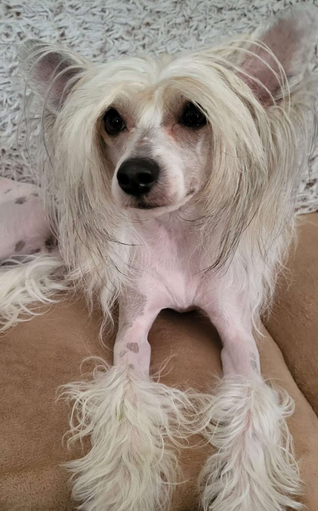 Chantall Chic z Jaromerskeho panství