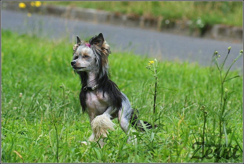 Zholesk Crazy Girl Stars Acro