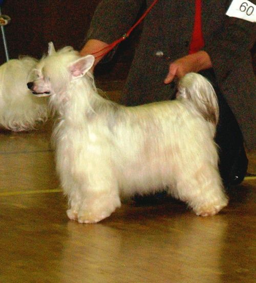 Apassionata What Else