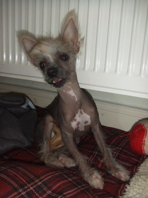 Ksenia Tasmin Chrustowianki