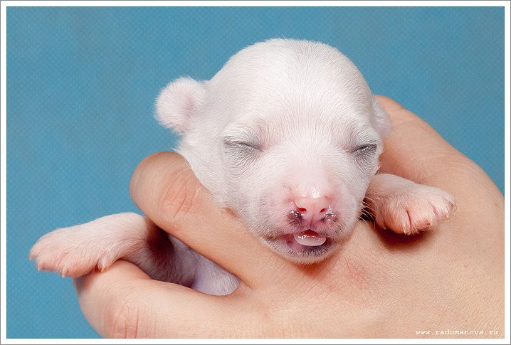 Kamrel Zenona from Request 