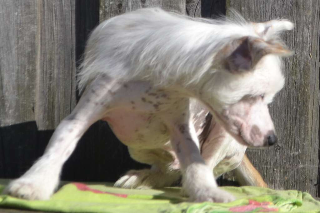 Vologodskiy Souvenir Gendalf