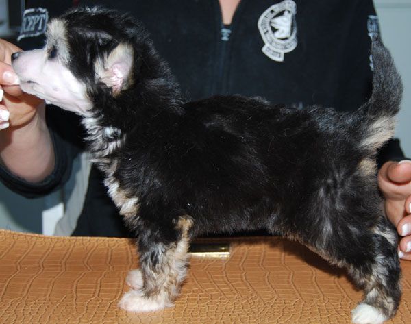 Beauty of XLNZ Five Hearts Hidden