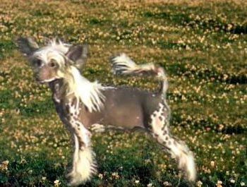 Whispering Lane All That Jazz