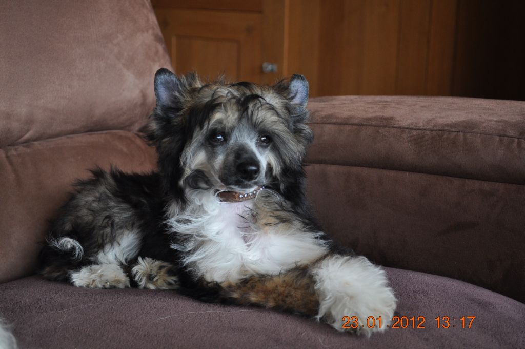 Darkmoon Paradise Gueule d'Amour