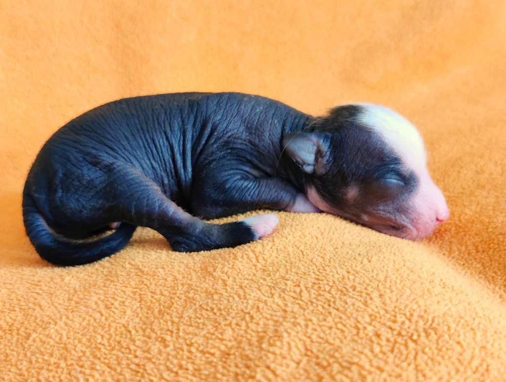 Timanttiliigan Angeleye