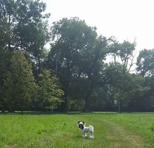 American Crime Star of Golden Lily