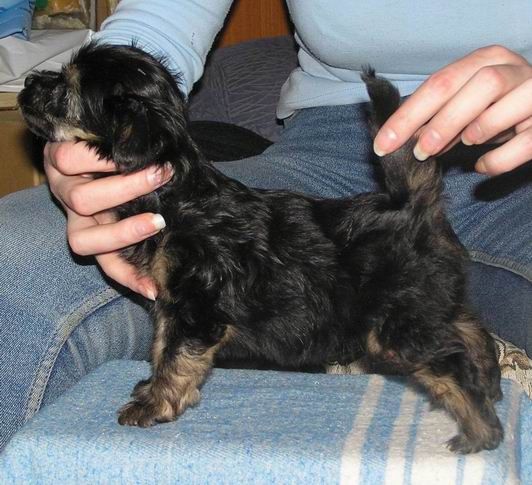 Manzana De Oro Ezhevika Cherry