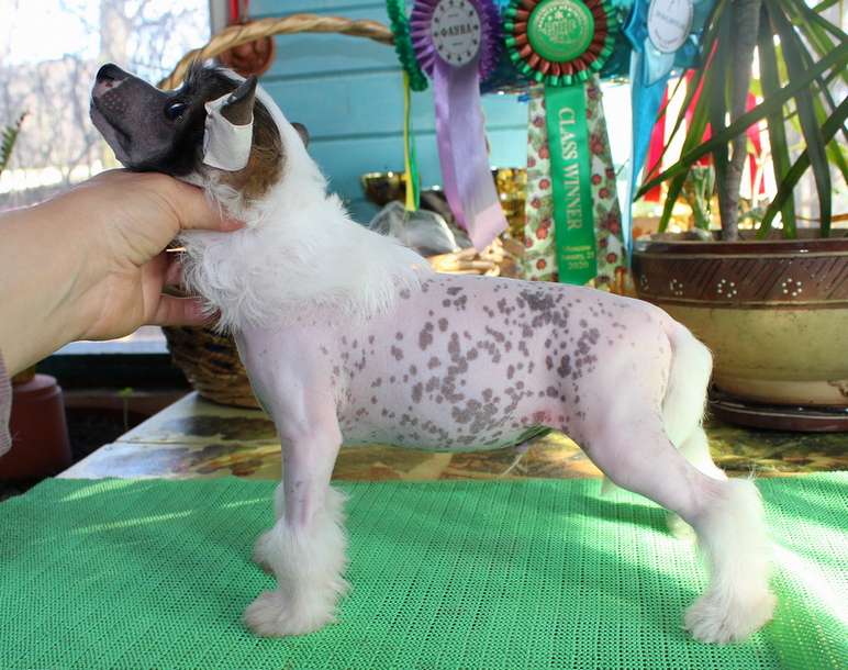 Angel O Check Van Gog