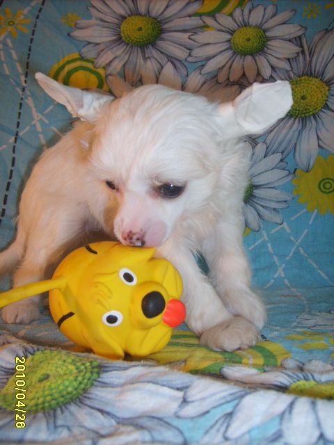 Orero Lovely Mamoru Hoshi