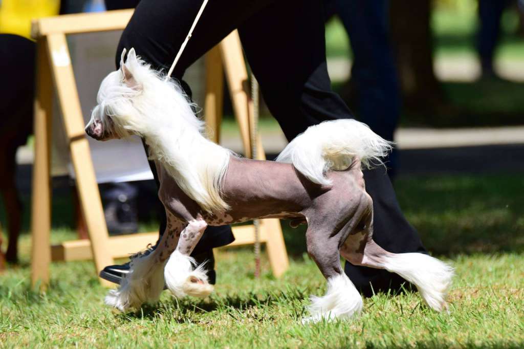 Anna Sky Kennel Perpetuum Mobile