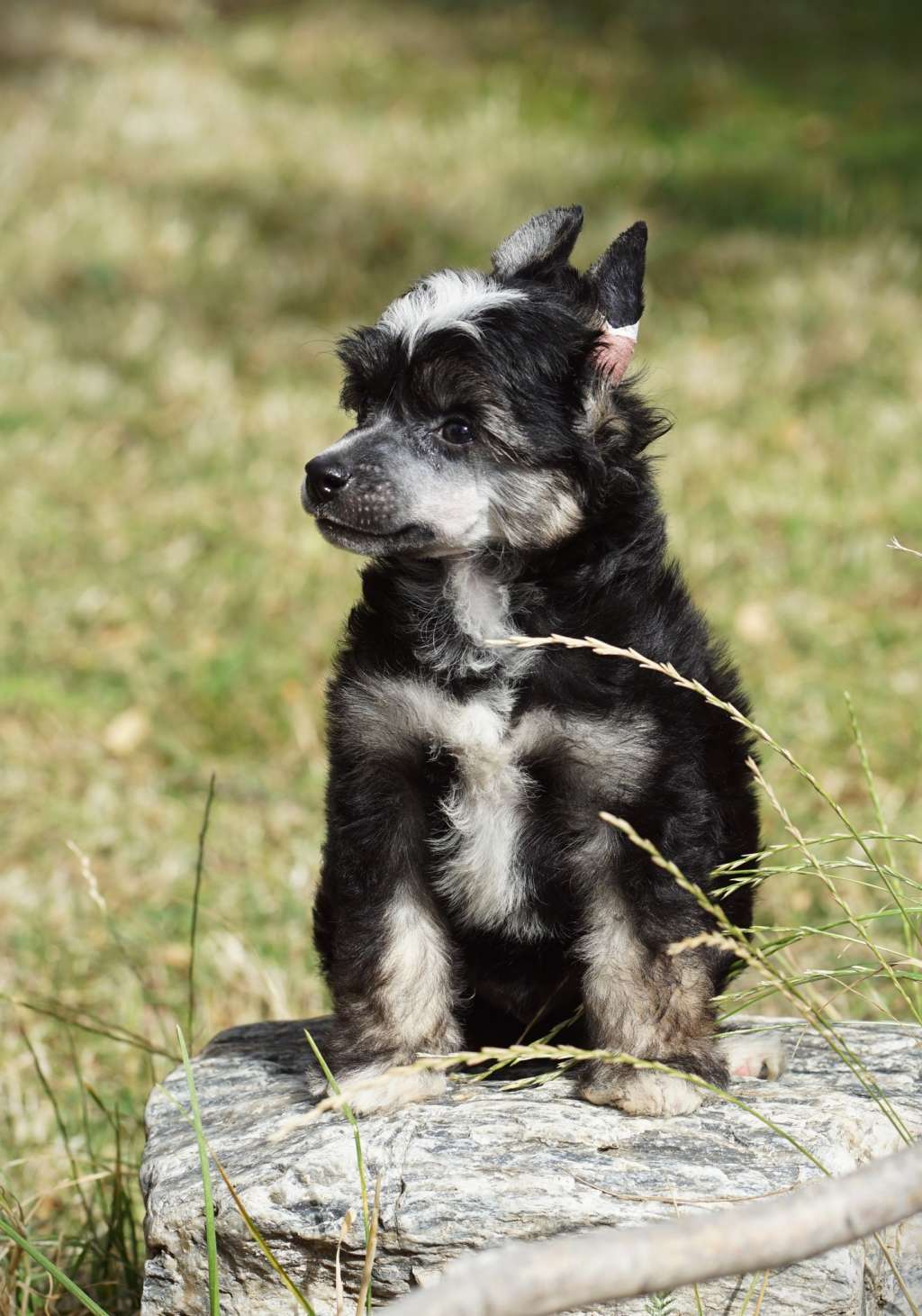 Your Hat Sir Heybett