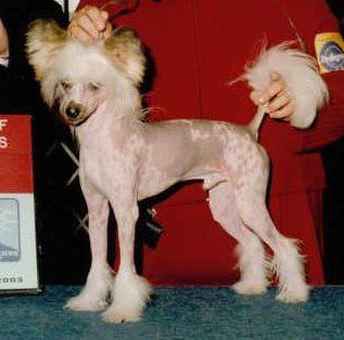 Shida The Grand Pubah 