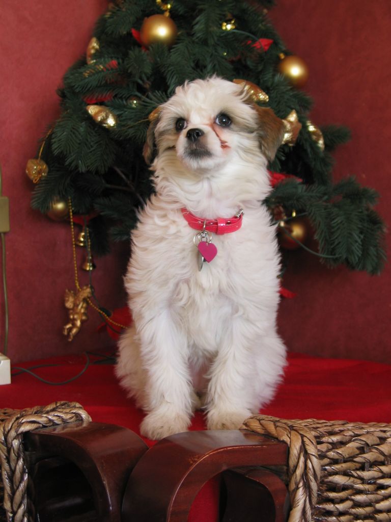  Local Hero's Rosa Miss Hollywood