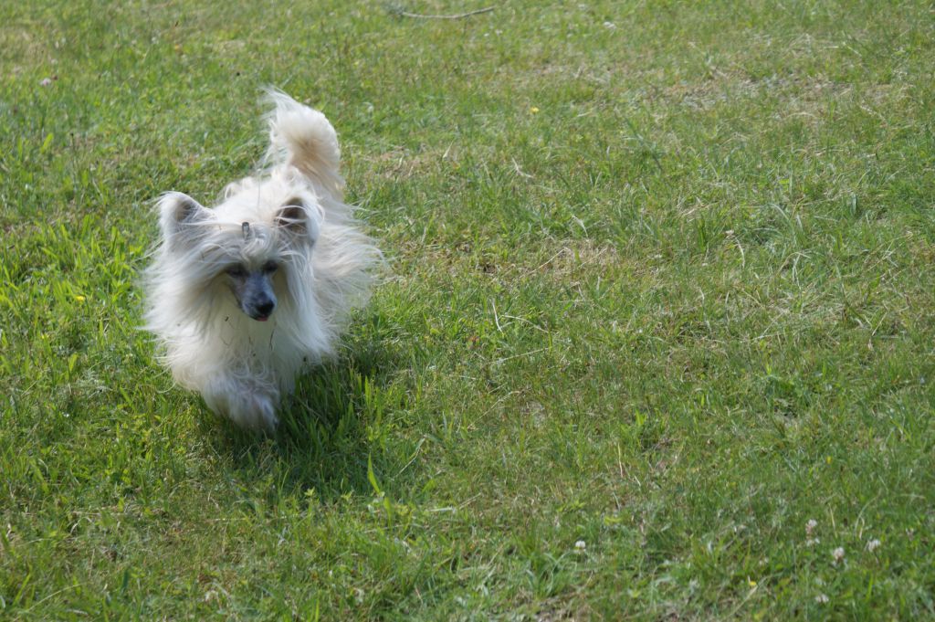 MAGNAT od Zbojnika Ondraszka